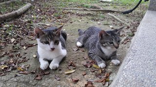 Brown boy &Grey girl