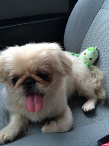 Bei Bei - Pekingese Dog