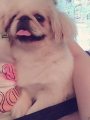 Bei Bei - Pekingese Dog