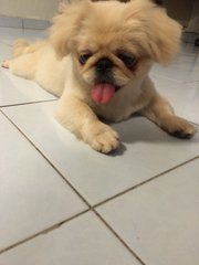 Bei Bei - Pekingese Dog