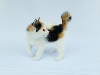 Pumpkin - Calico Cat