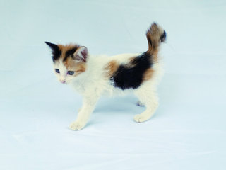 Pumpkin - Calico Cat