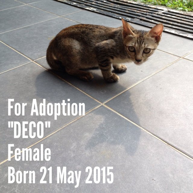 Deco, Reef, And Ocean - Domestic Short Hair Cat