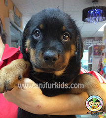 Bigbone Rottweiler Puppies  - Rottweiler Dog