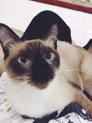 B.mo - Domestic Short Hair + Siamese Cat