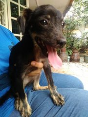 Chichi - Mixed Breed Dog