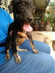 Chichi - Mixed Breed Dog