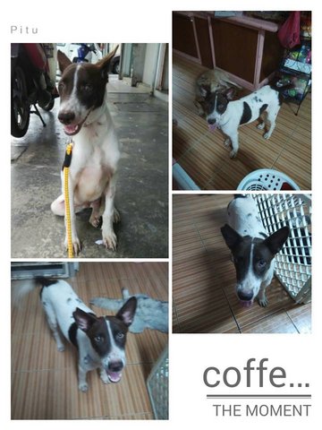 Coffee - Mixed Breed Dog