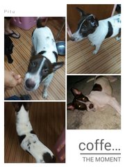 Coffee - Mixed Breed Dog