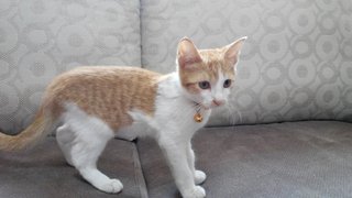 Jeffrey3.0 - Domestic Short Hair Cat