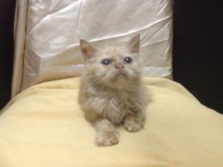 Persian Kittens - Persian Cat