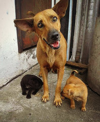 Fei Zai &amp; Fei Mui Sentosa Klang - Mixed Breed Dog