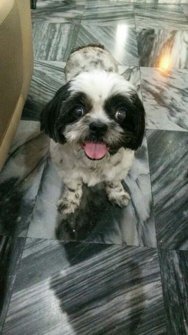 Bliss - Shih Tzu Dog