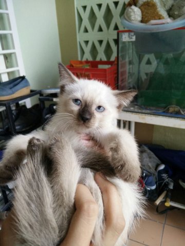 Mickey - Siamese + Domestic Medium Hair Cat