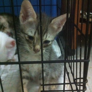 Kelabu Kecik - Domestic Short Hair Cat