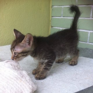 M Kecik - Domestic Short Hair Cat