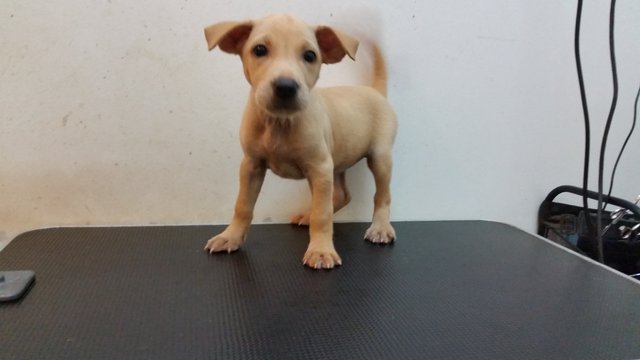 Woody - Mixed Breed Dog