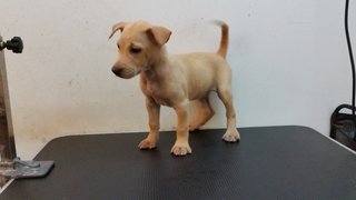 Woody - Mixed Breed Dog