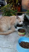 Pumpkin - Domestic Medium Hair Cat