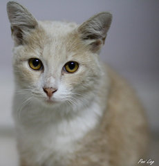 Pumpkin - Domestic Medium Hair Cat