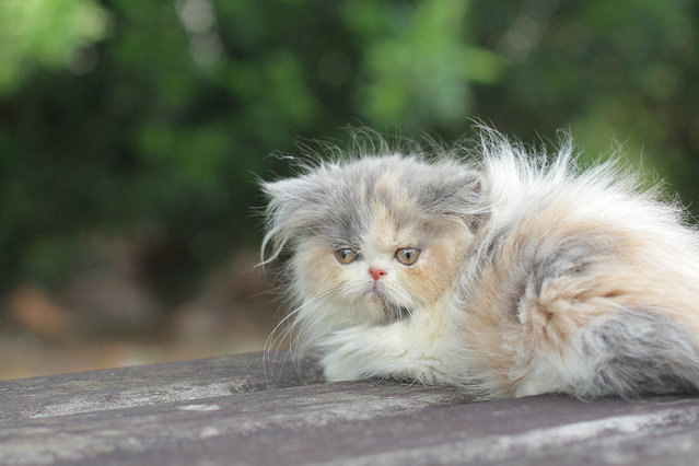 Olga Kurkova Fujiwara - Persian Cat