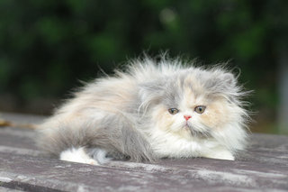 Olga Kurkova Fujiwara - Persian Cat