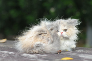 Olga Kurkova Fujiwara - Persian Cat