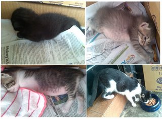 Kittens In Need Of A Home - Tuxedo + Burmilla Cat