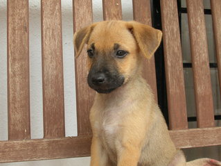 PF71663 - Mixed Breed Dog