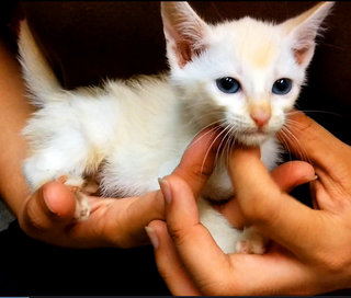 White Minions - Persian + Domestic Medium Hair Cat