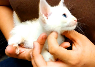 White Minions - Persian + Domestic Medium Hair Cat