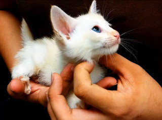 White Minions - Persian + Domestic Medium Hair Cat