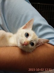 White Minions - Persian + Domestic Medium Hair Cat