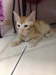 Oyen - Domestic Short Hair Cat