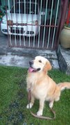 Power-looking For Fosterer  - Golden Retriever Dog