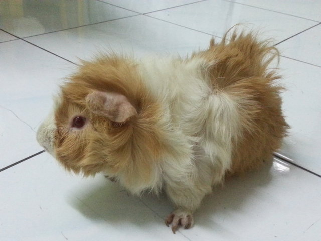 Lovely Guinea Pig - Guinea Pig Small & Furry