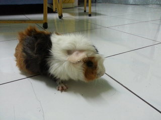 Lovely Guinea Pig - Guinea Pig Small & Furry