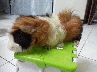 Lovely Guinea Pig - Guinea Pig Small & Furry