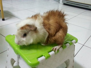 Lovely Guinea Pig - Guinea Pig Small & Furry