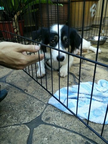 Border Collie Mix Cute Doggy - Border Collie Mix Dog