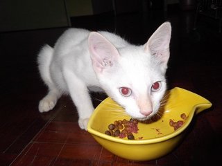 Rainy - Domestic Short Hair Cat