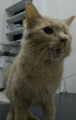 Jaws - Persian + Domestic Long Hair Cat