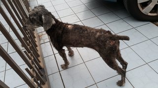 Help This Poor Dog - Schnauzer + Poodle Dog