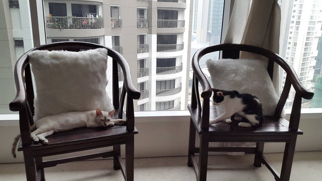 Panda And Foka - American Shorthair Cat