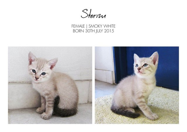 Storm - Domestic Short Hair Cat