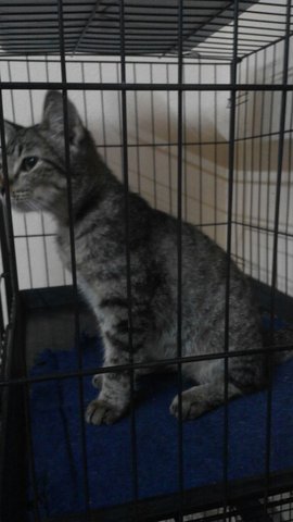 Lovey - Domestic Medium Hair Cat