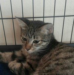 Lovey - Domestic Medium Hair Cat