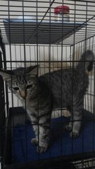 Lovey - Domestic Medium Hair Cat