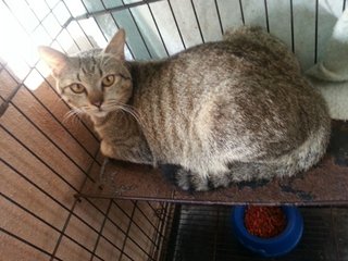 Ciaki - Domestic Short Hair + Tabby Cat