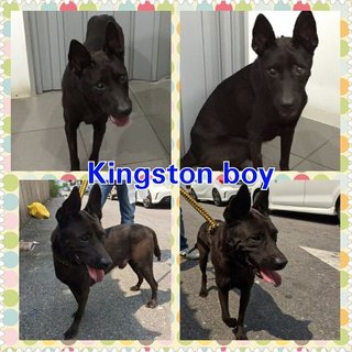 Kingston - Mixed Breed Dog